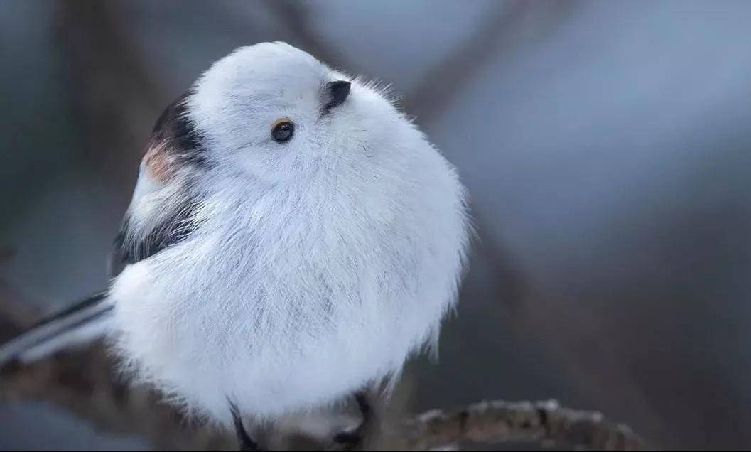 春季里的治愈小精灵:银喉长尾山雀_昆虫_小肥_食物