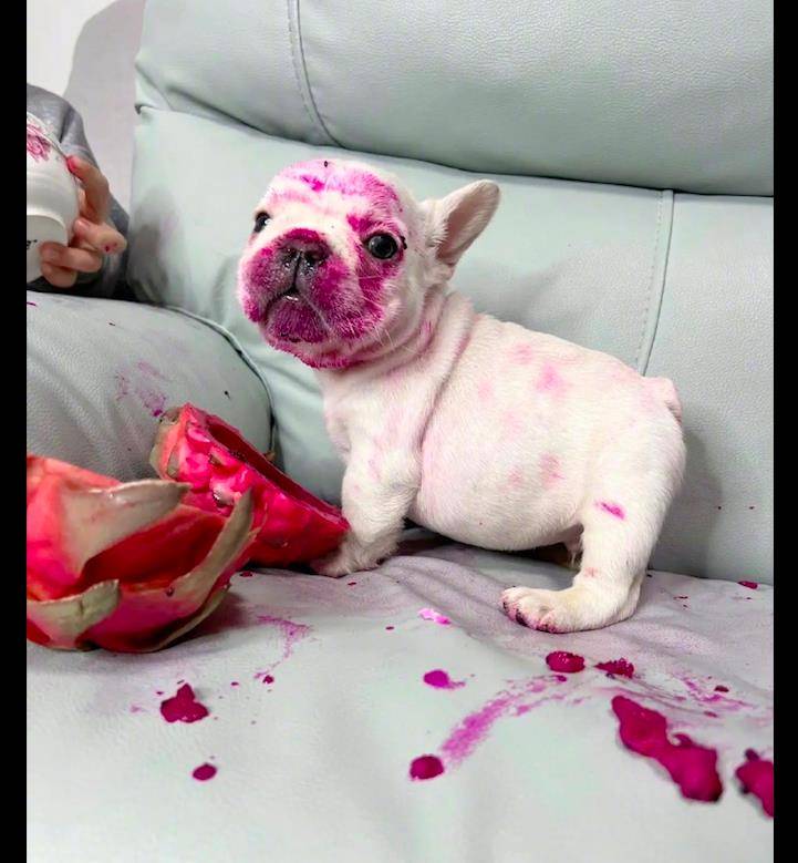 儿子和狗在沙发上吃火龙果,搞得到处都是红色,这脸看得好想笑_狗狗