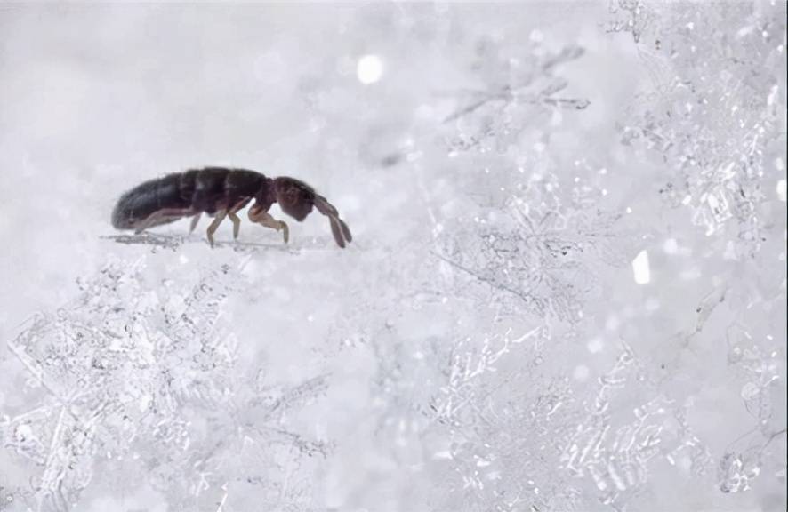 原创跳虫能在北极生活的雪域跳蚤