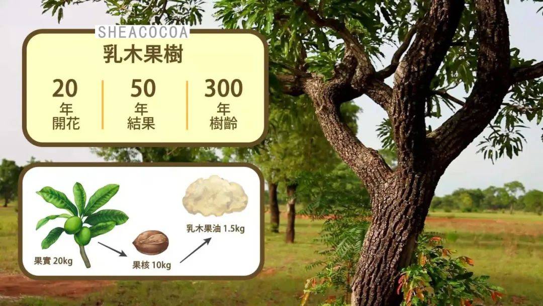 这次非洲植物乳木果直播明星也来啦