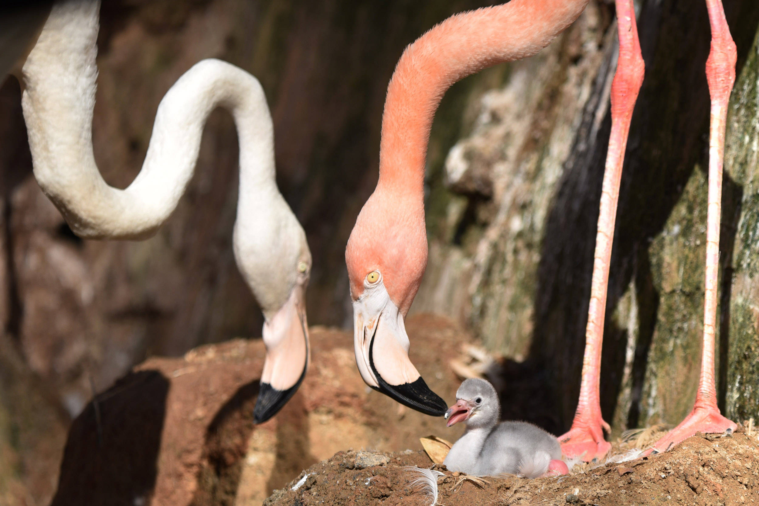 深圳野生动物园自然孵化出壳一只火烈鸟宝宝_雏鸟_花城_生活