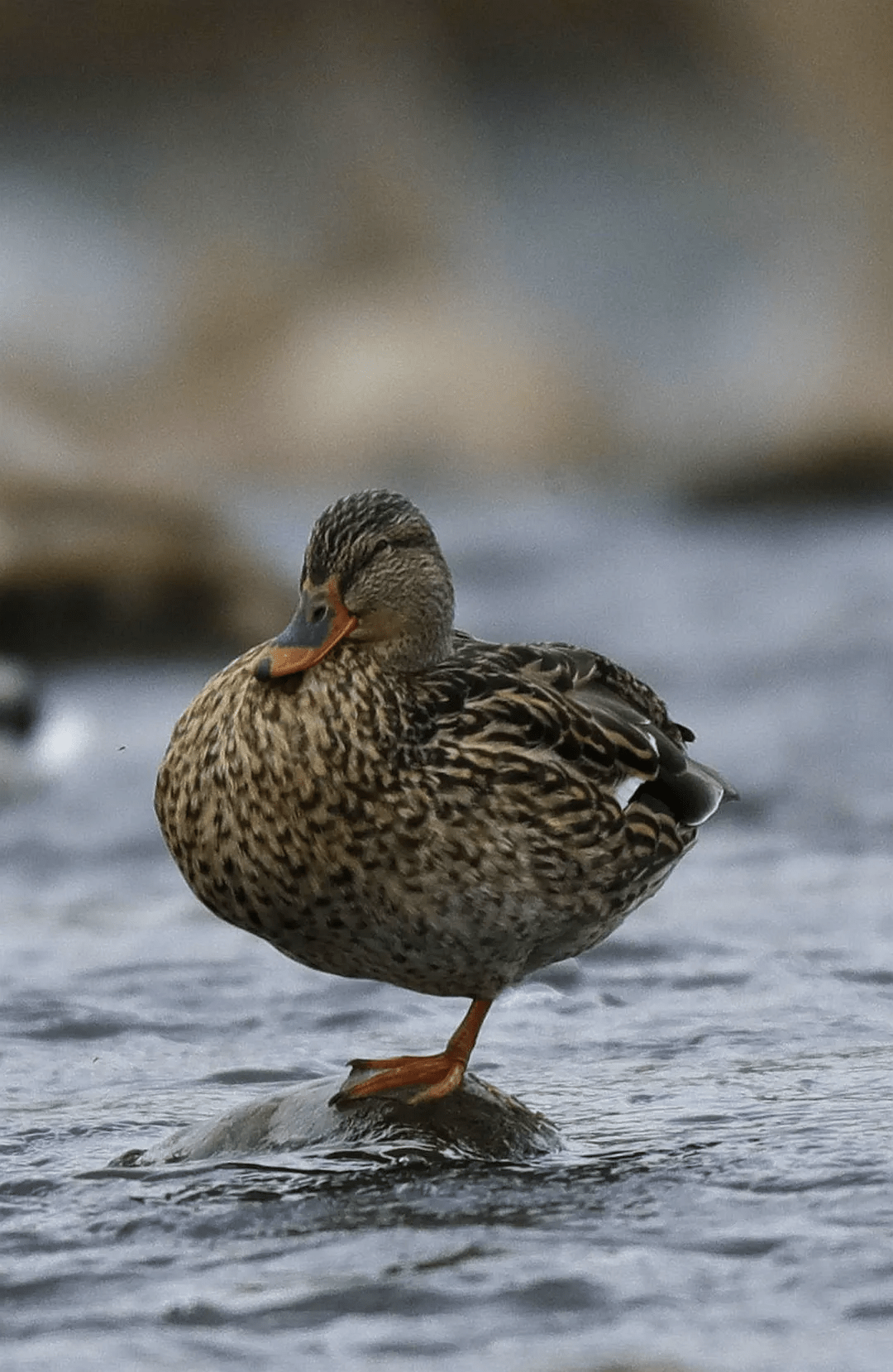 原创涂上黄色的润唇膏ta就是野鸭中最靓的仔