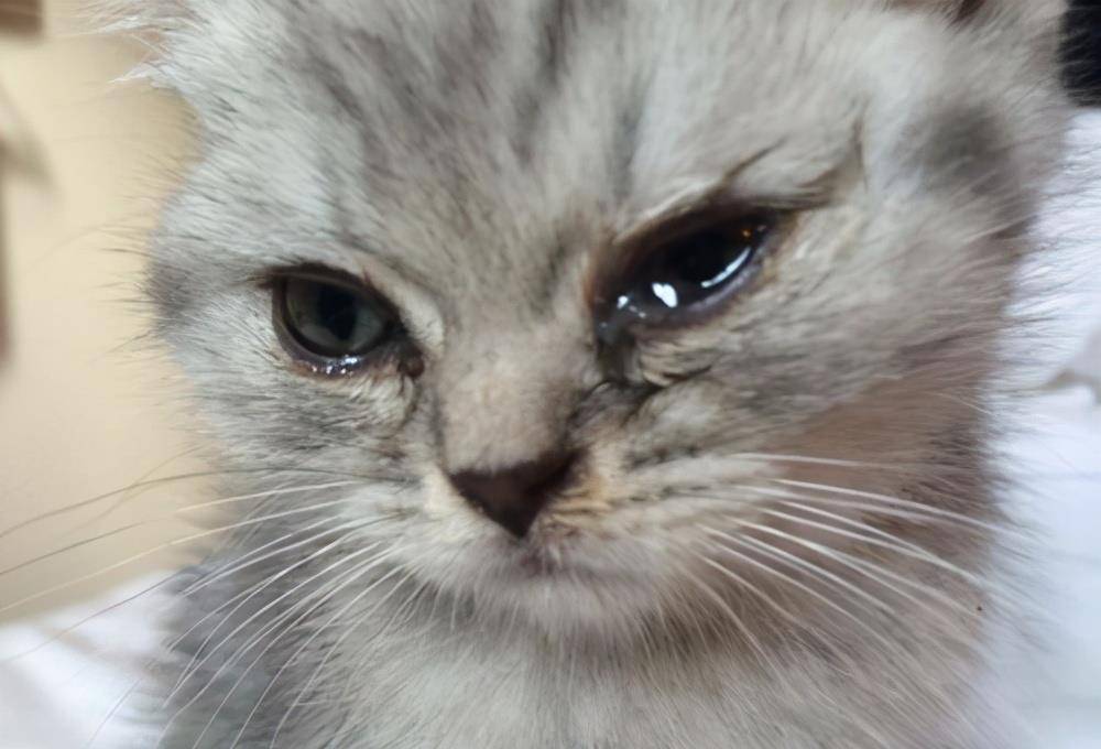 猫咪泪痕沟图片图片