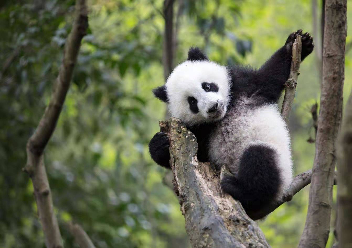 大熊猫的生存现状图片