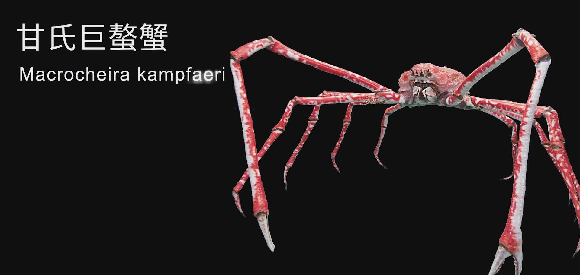 能活到100岁的蜘蛛蟹腿长2米 永不衰老的基因 有帝王蟹两倍大 螃蟹 动物 龙虾