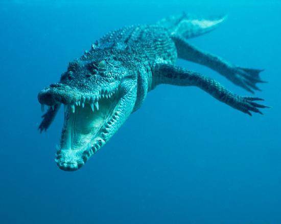 原创鳄鱼在陆地上能打过狮子和老虎吗