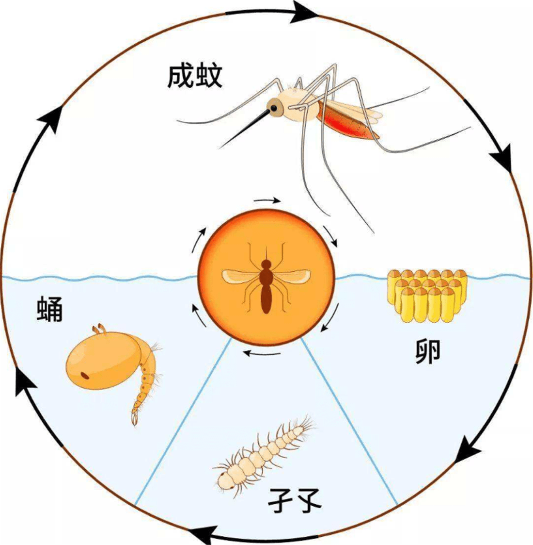 以毒攻毒 美国释放500万只蚊子后 今年还要释放24亿只基因蚊子 伊蚊 人类 计划