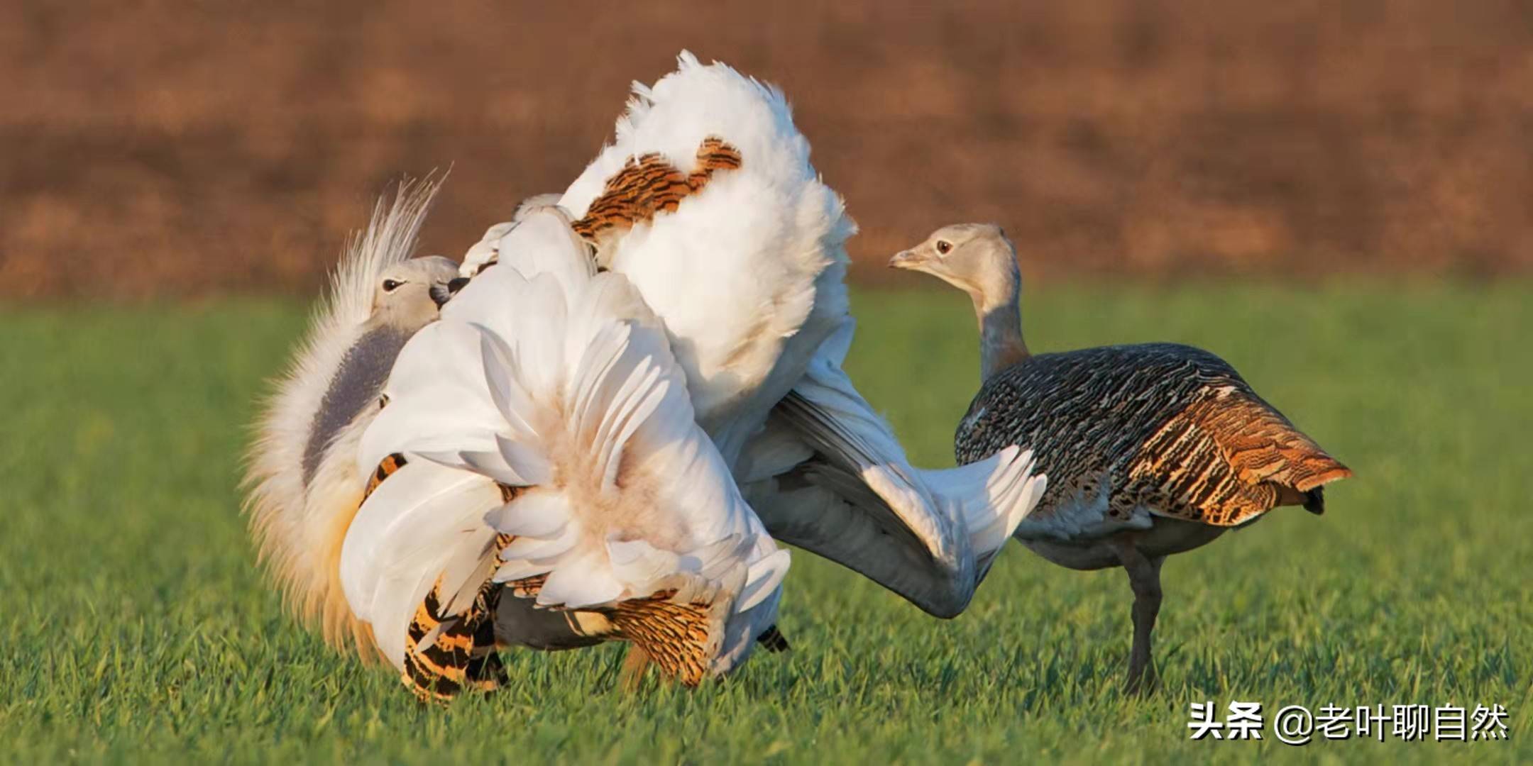 原创淫鸟大鸨求偶时先检查屁股雄鸟为传宗接代吞食毒药