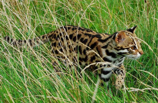 南方频频出现的麻狸子外形酷似小豹子是一种什么动物