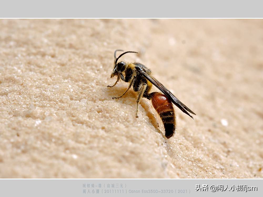 原创昆虫摄影绒蚁蜂听说过吗户外遇上了你会认为是只蚂蚁吗
