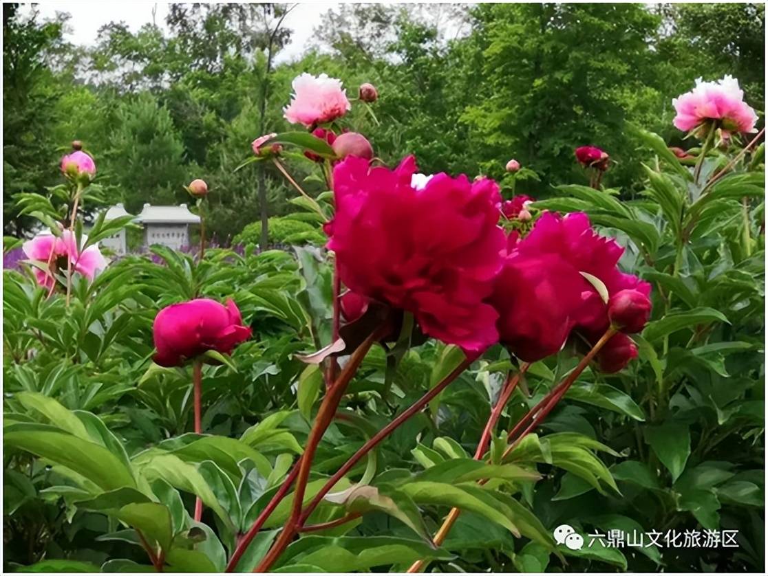 太美了六鼎山芍藥花綻放正當時