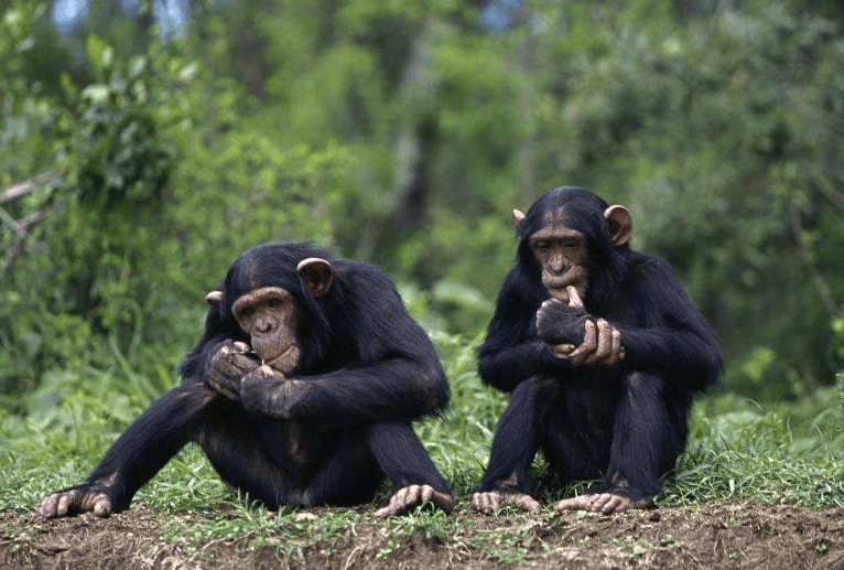 两只黑猩猩骑自行车图片