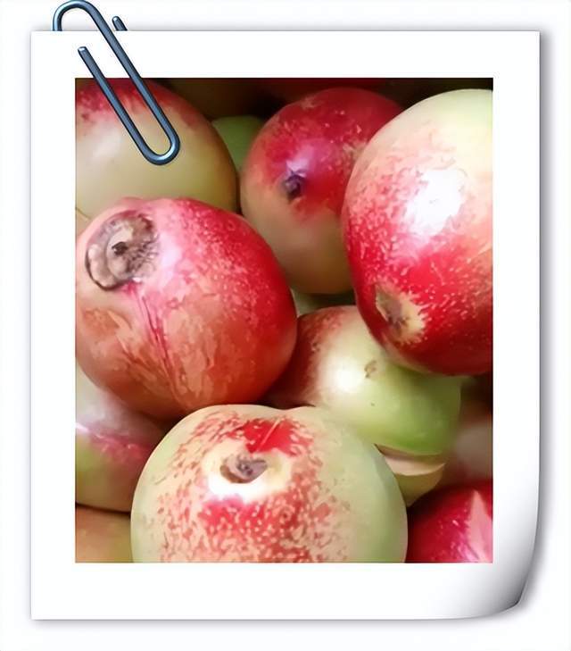 油桃尖腐烂发黑是什么病怎么预防