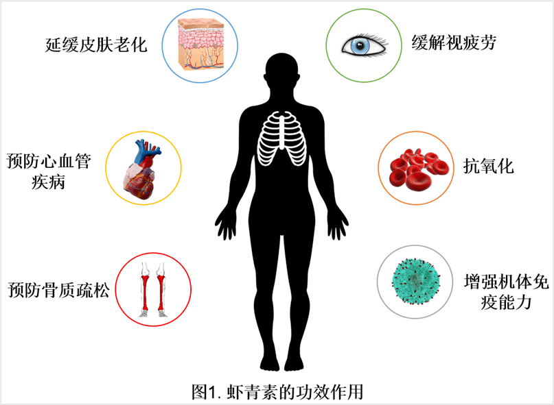 天然虾青素来源雨生红球藻在保健食品中的应用