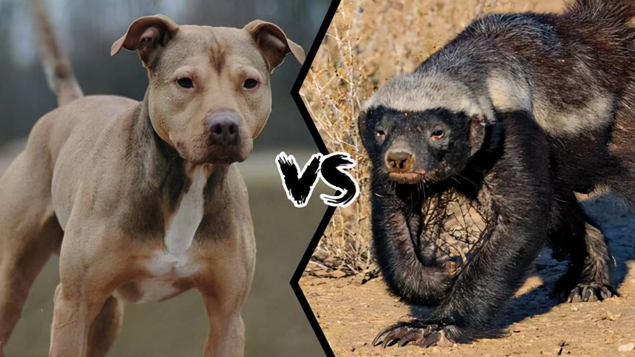 比特犬的体型比蜜獾大一倍左右,拥有斗犬血统的比特犬一旦进入战斗