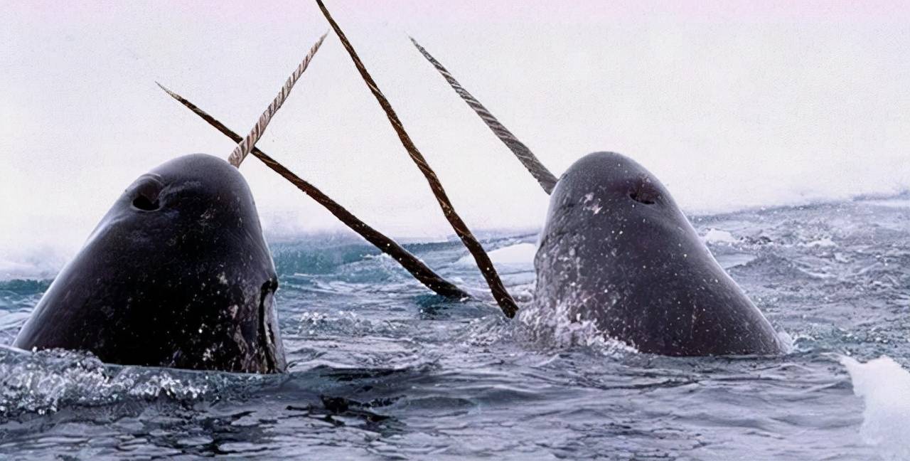 长角的鲸鱼图片