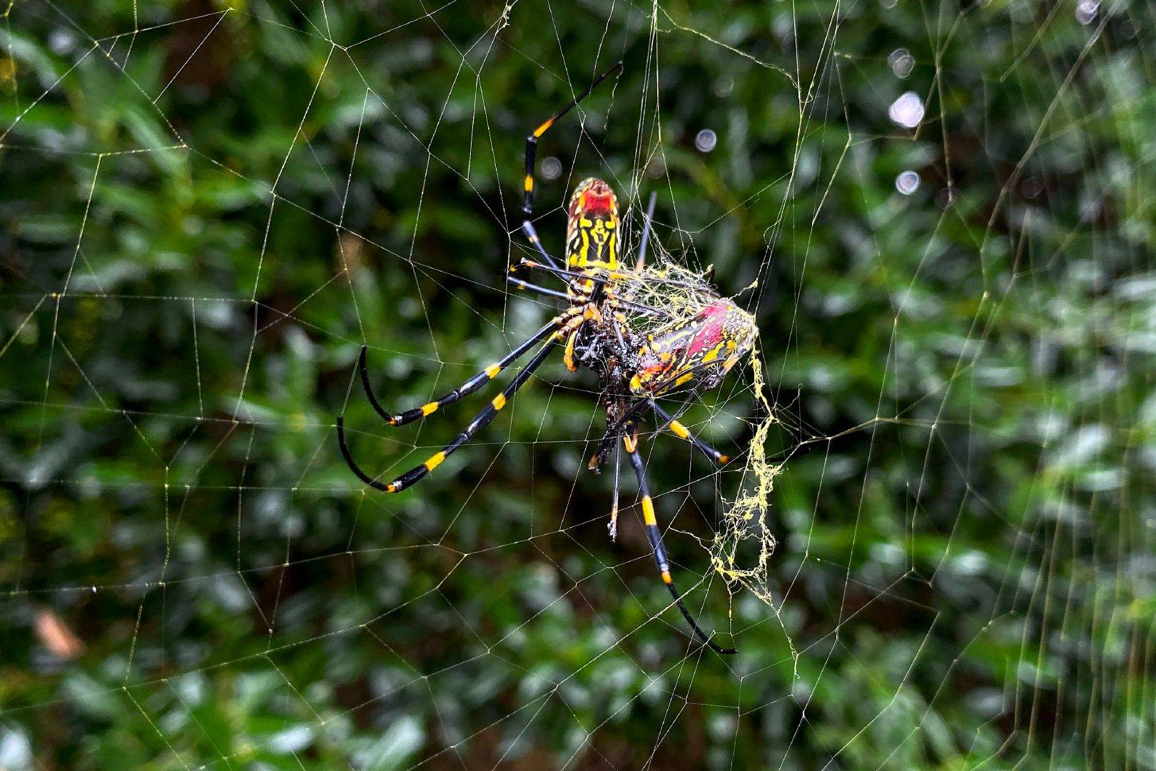 巨型蜘蛛入侵图片