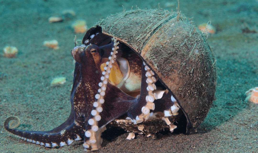 原创章鱼智商看起来超高9个大脑能编辑基因为何没发展出文明