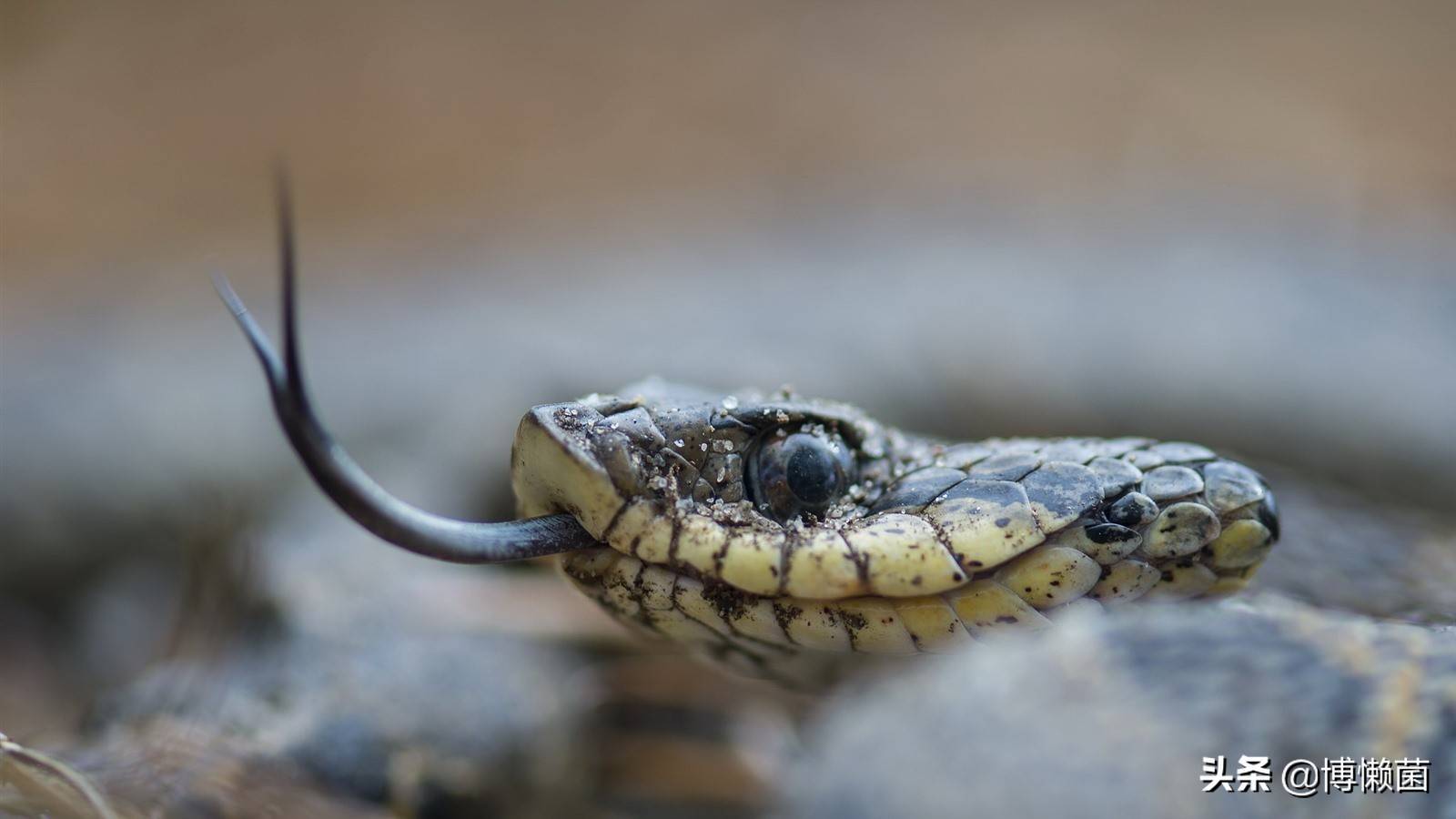 妹方式:骆驼吐肉球,肉球越大越丑,越容易获得交配权_舌头_仙人掌_沙漠