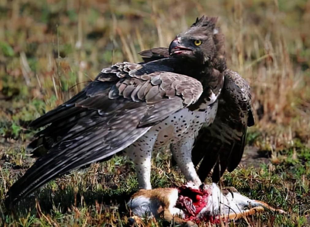 原创自然界最威武霸气的鹰的种类鹰实在太威武霸气了