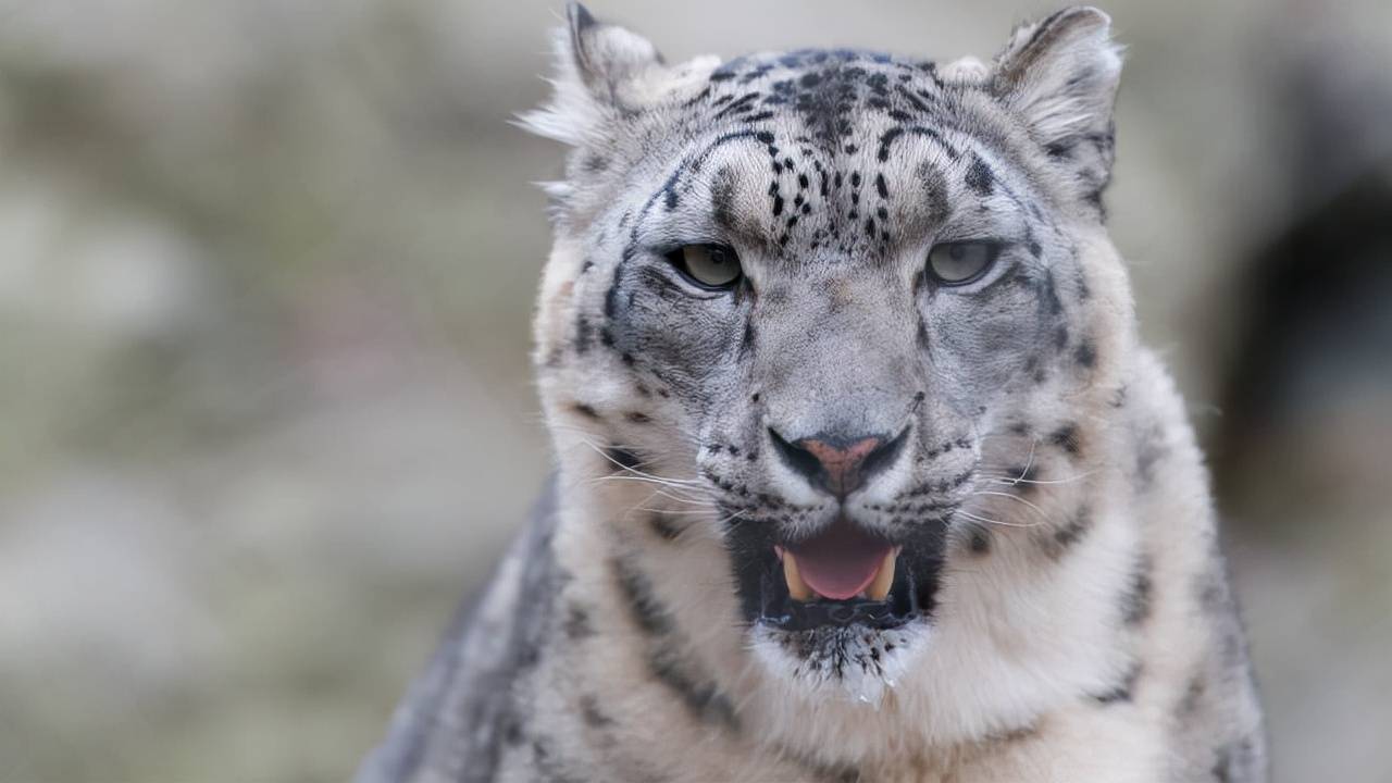 新疆雪豹雪山之王不咬人爱吃羊