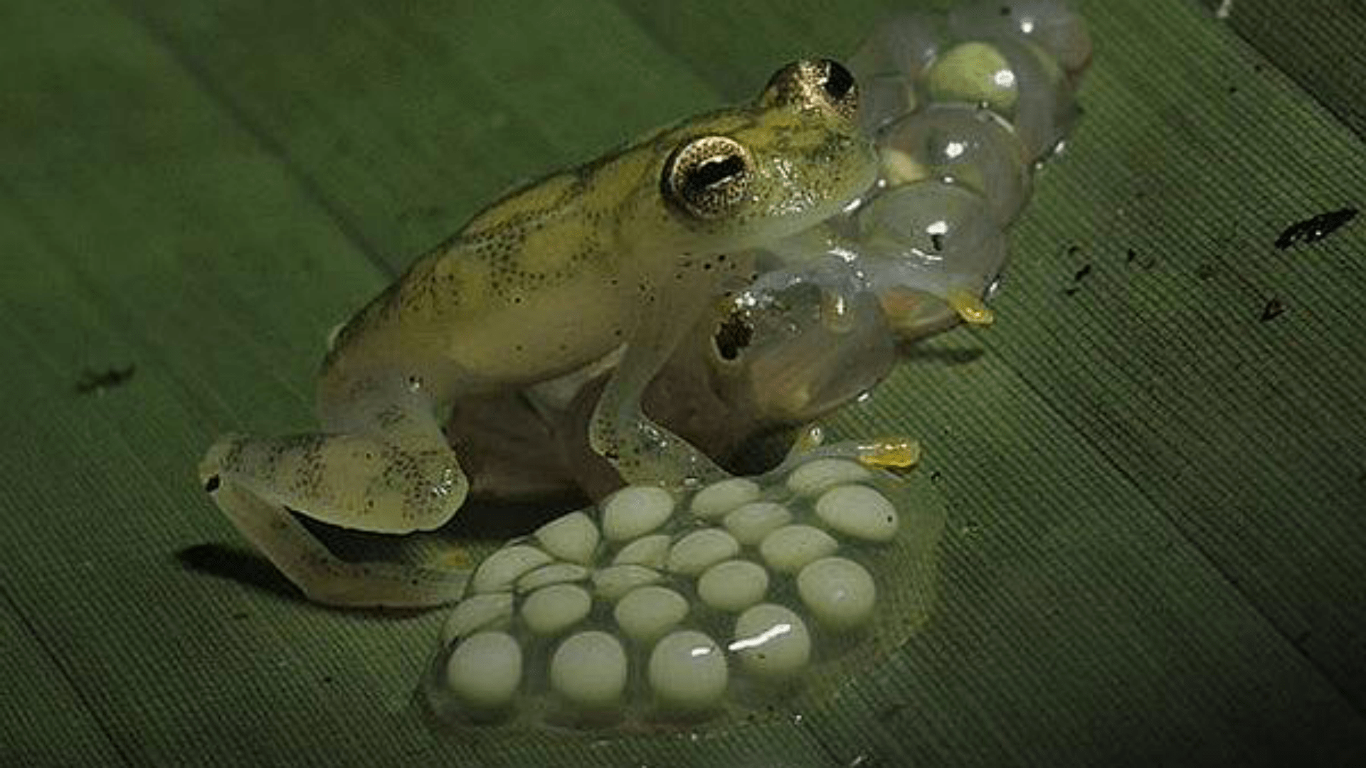 原创最没有隐私的小动物一眼便看到内心的玻璃蛙