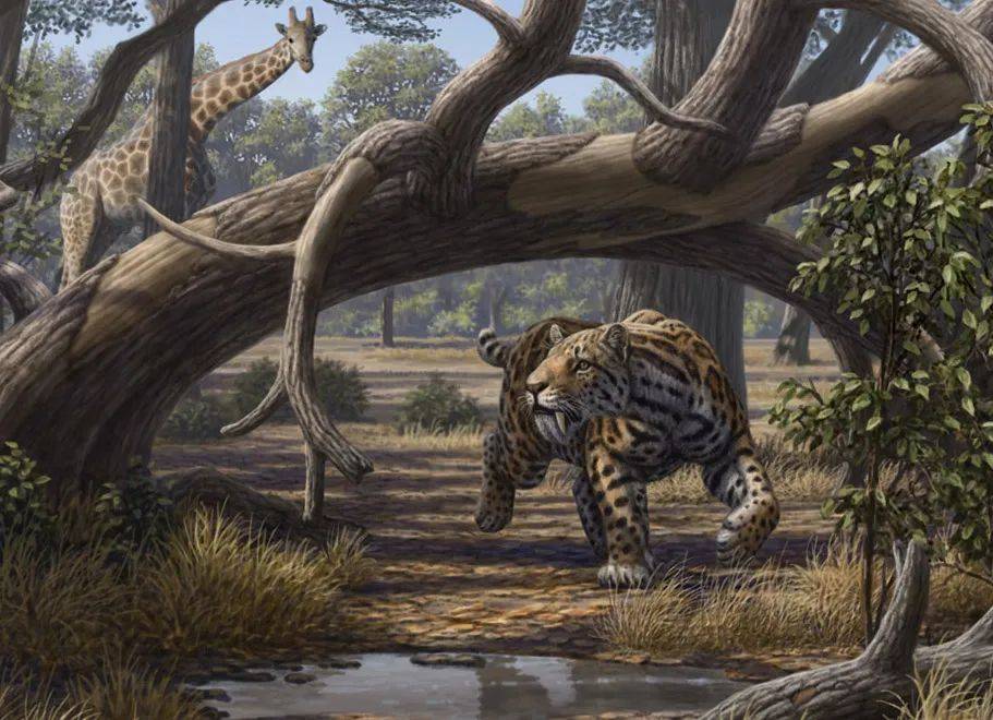 原创美洲豹对抗剑齿虎200万年被狮子全球追杀龟缩南美逃过一劫