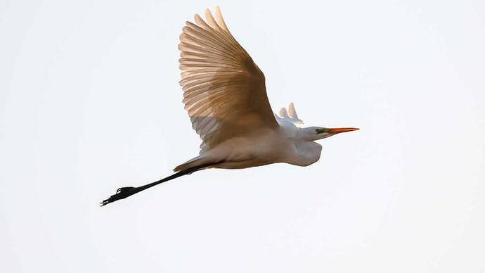 白鹭,雪白的蓑毛,全身的流线型结构,正挥舞着硕大轻巧的翅膀,在空中