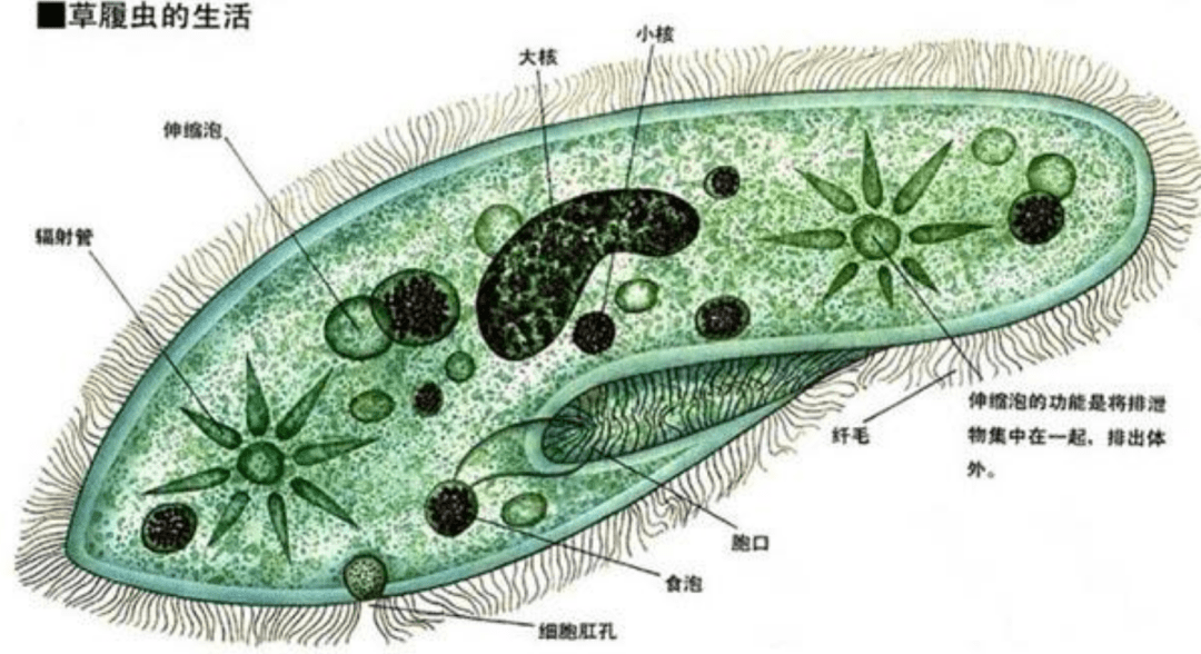 蓝细菌的细胞结构图图片