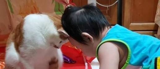 主人一早发现,床上老婆变成猫咪,网友:醒醒,你根本没有老婆 主人一早发现,床上老婆变成猫咪,网友:醒醒,你根本没有老婆
