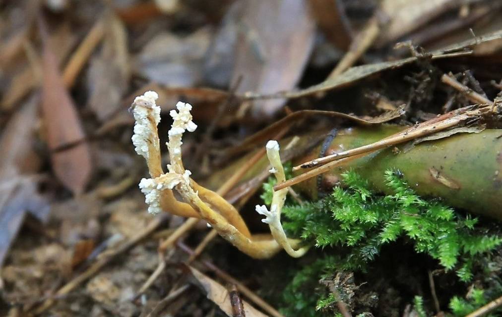 金蝉头上长草见过吗遇到一定要珍惜堪比冬虫夏草是名贵中药