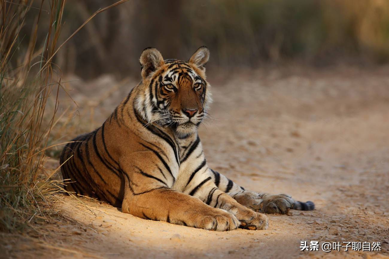 原創這隻母老虎有點彪逐妹逼母同時駕馭三隻公虎