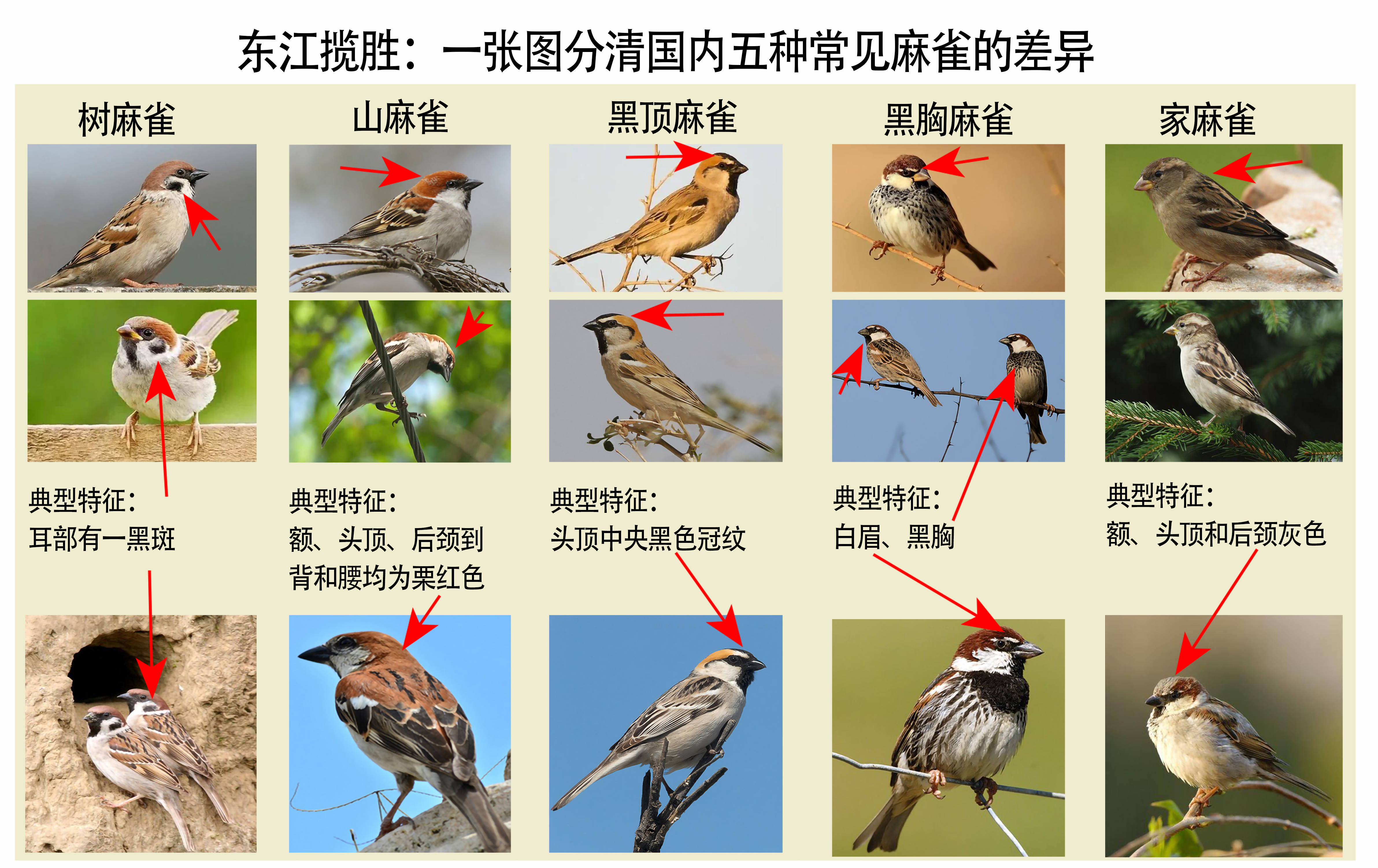 雀类鸟名称与图片大全图片