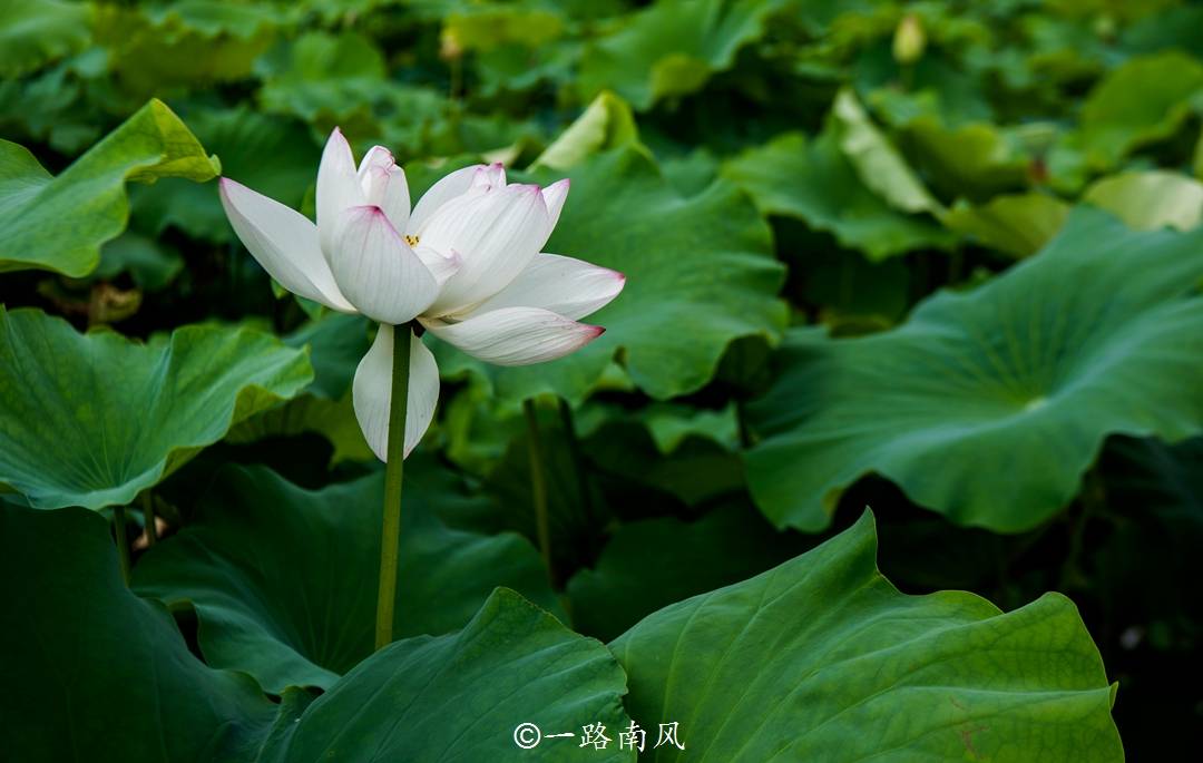 一到夏天，湘潭这个景区就花开成海，绿皮火车改造的客栈世界少有