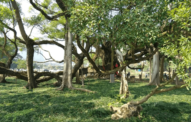 广西有个知名景点，明明只有一棵树，却吸引大批游客到此观光