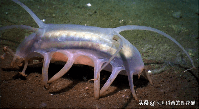 这里的海猪指的是来自深海海底的一种软体动物,它们和海参是近亲.