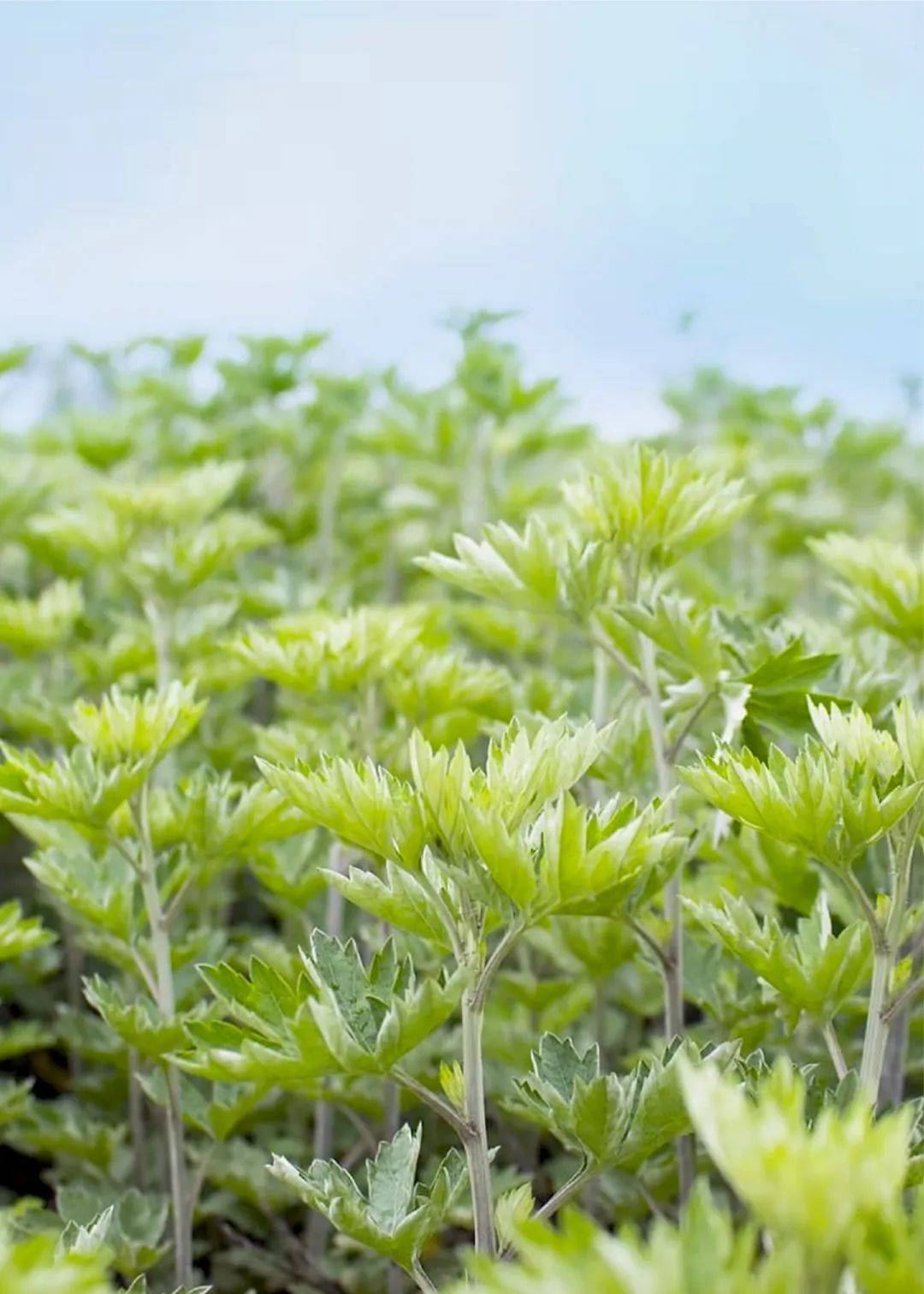 青蒿油an开启中国微生态护肤时代