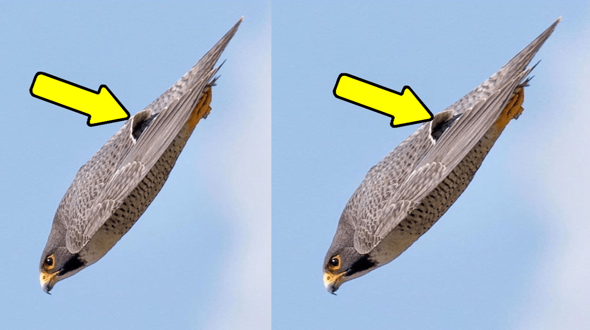 的过程中还会通过眼部由特殊化学成分构成的瞬膜来保护眼球不受伤害