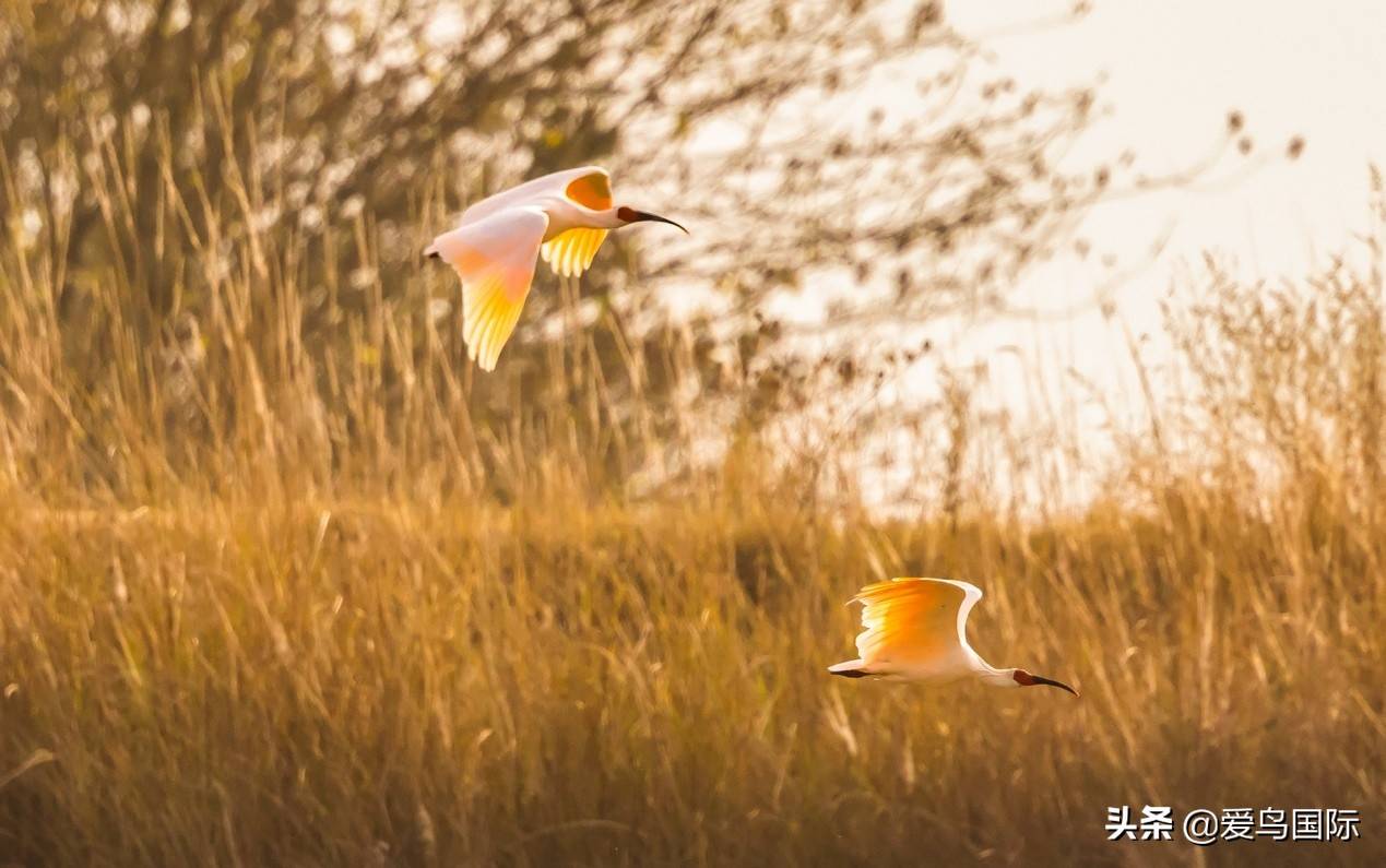 东方宝石吉祥之鸟 朱鹮的逆袭之路_对焦_鸟类_朱鹭