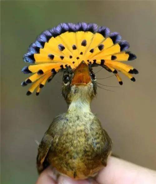 原创绝对奇怪如果你见过这些奇怪的鸟那可真是奇了怪了一