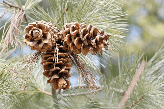这种野果一捡就是上百斤,70年前山上都是它,如今50一斤成高级货_松子