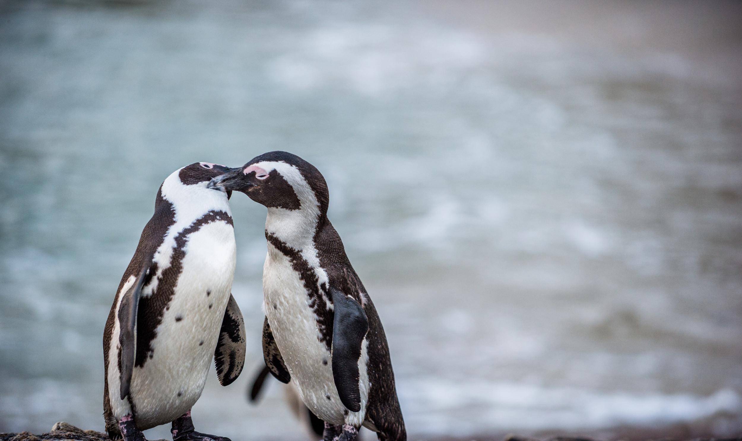 原创荷兰动物园两只雄企鹅常年偷邻居的蛋饲养员已是惯犯