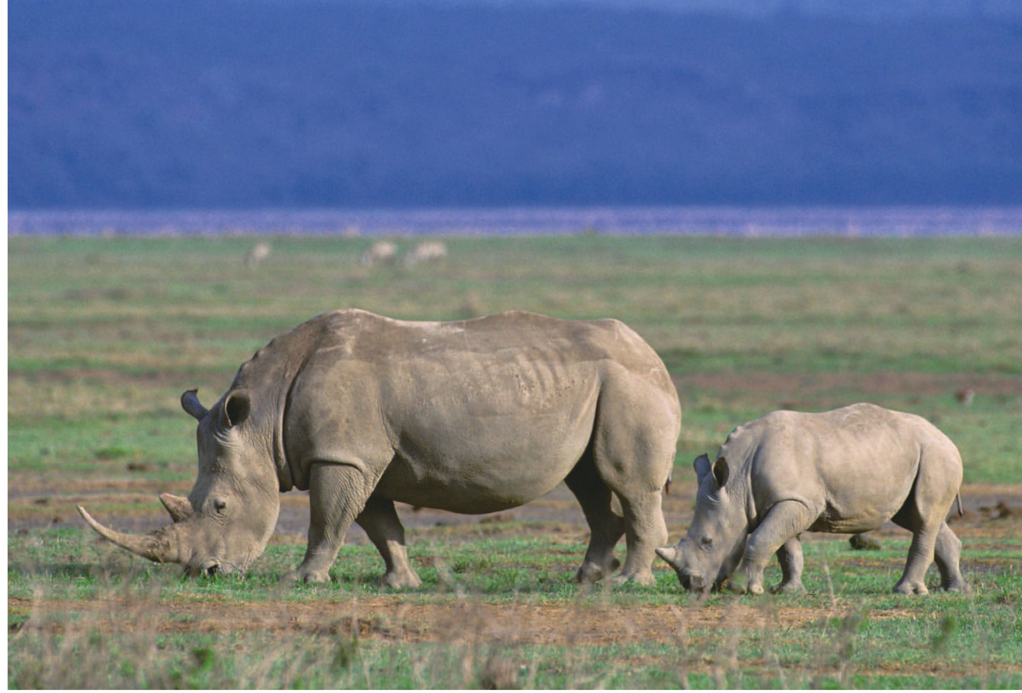 非洲什么动物有名盘点非洲大陆9种最危险的动物人类别招惹