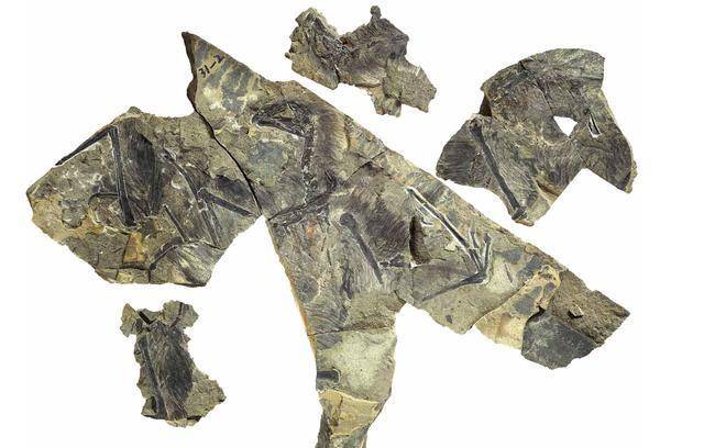 恐龙中的蝙蝠侠长臂浑元龙