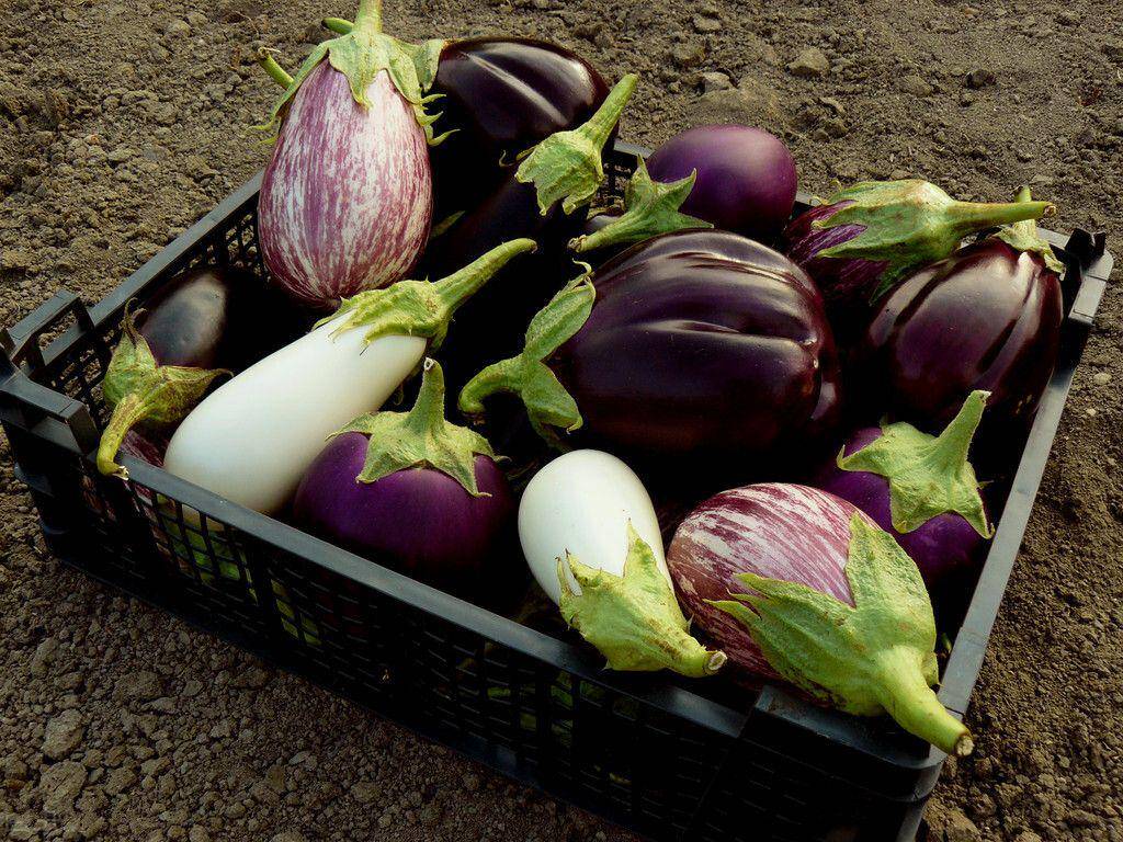 烧茄子 用圆茄子还是长茄子 区别大了 记住这些选购小窍门 口感 肉质 方法