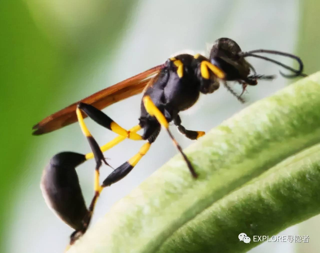 螟蛉效应一生中关系亲密的两只昆虫