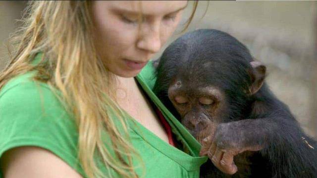 原创为了证明人类可与黑猩猩结合女科学家亲身试验结果怎么样