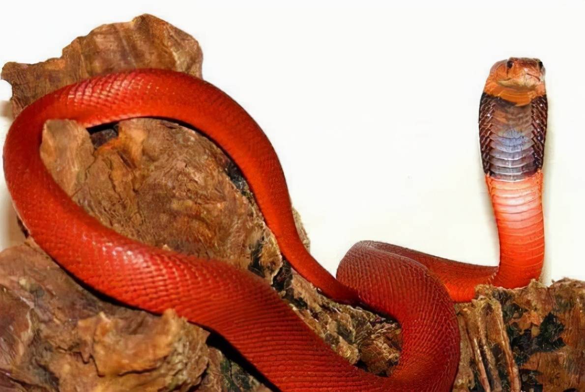 3,红射毒眼镜蛇红色吸蜜鹦鹉的身体几乎全部是红色,飞羽带有一些,黑色