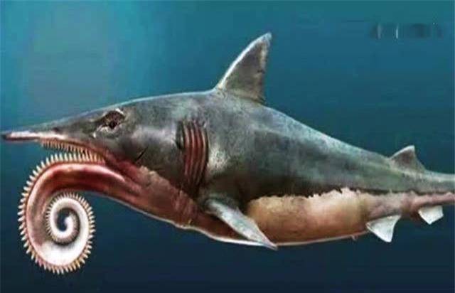 天生长着电锯的鲨鱼作用至今不明幸好已经灭绝