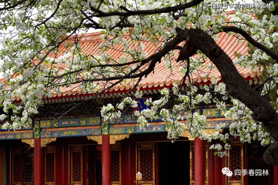 紫荆树寓意"家庭和睦","幸福美满",棠梨树则有"政绩卓著","公正廉明"